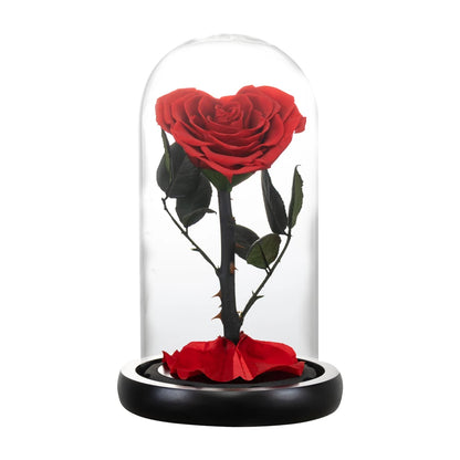 Close-up of red preserved rose in heart shape, glass dome.