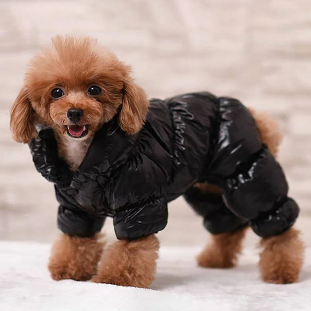 French Bulldog wearing a blue camouflage winter coat with adjustable straps in snow.